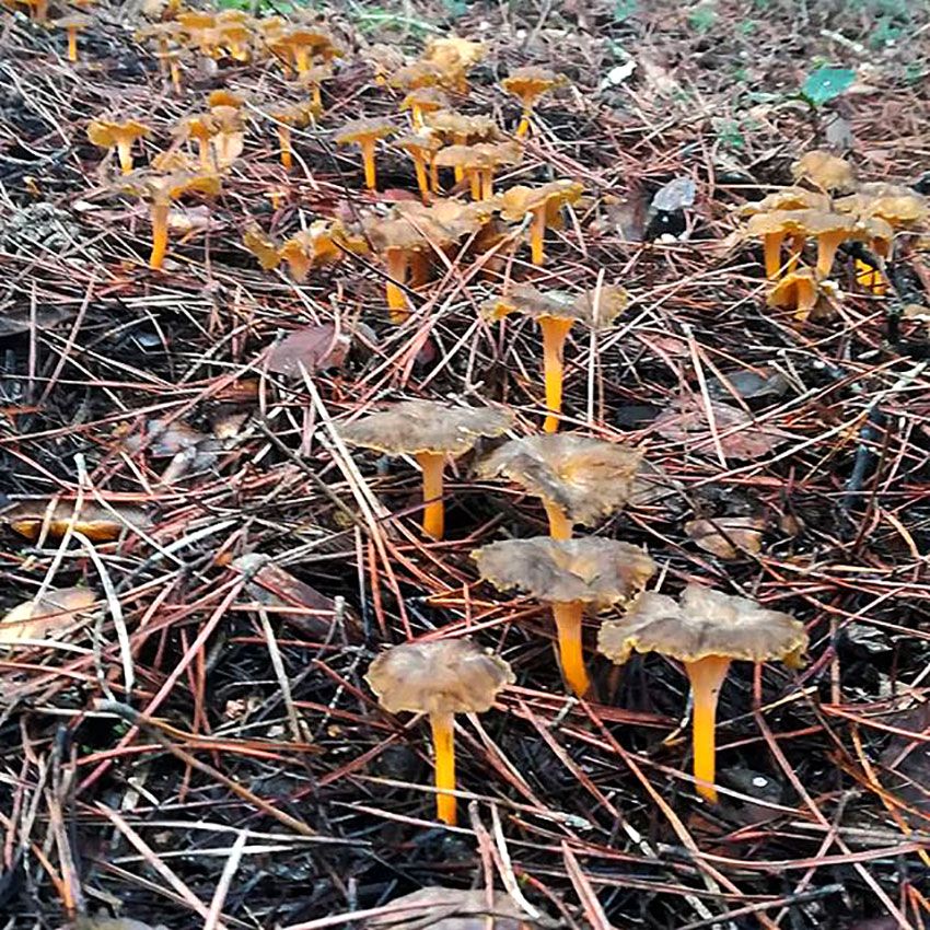 Cantharellus venenosos y seguros