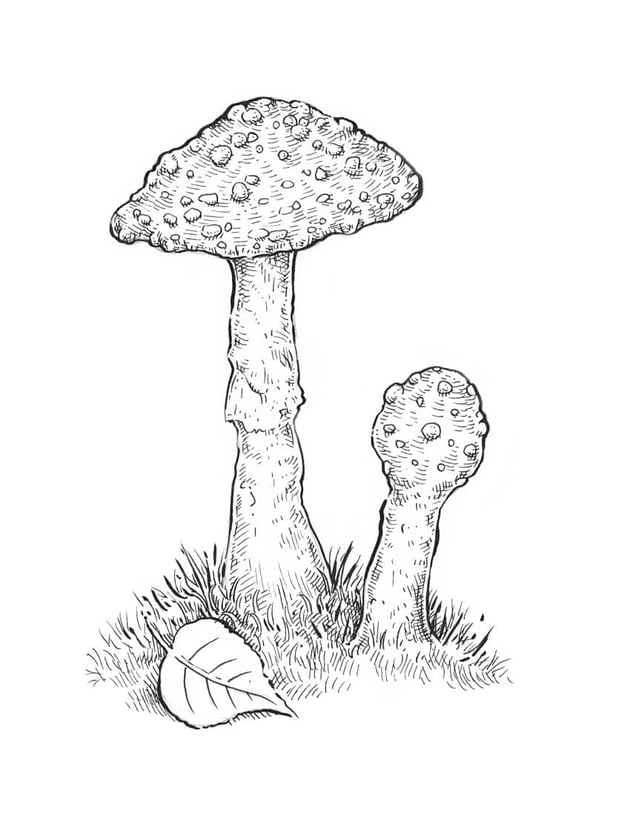 12 drawing mushrooms ink toadstool hatching caps