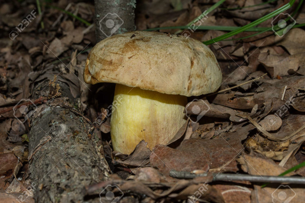 174893855 hongo comestible en estado salvaje en un bosque de robles bolete de yodo o boletus impolitus latin