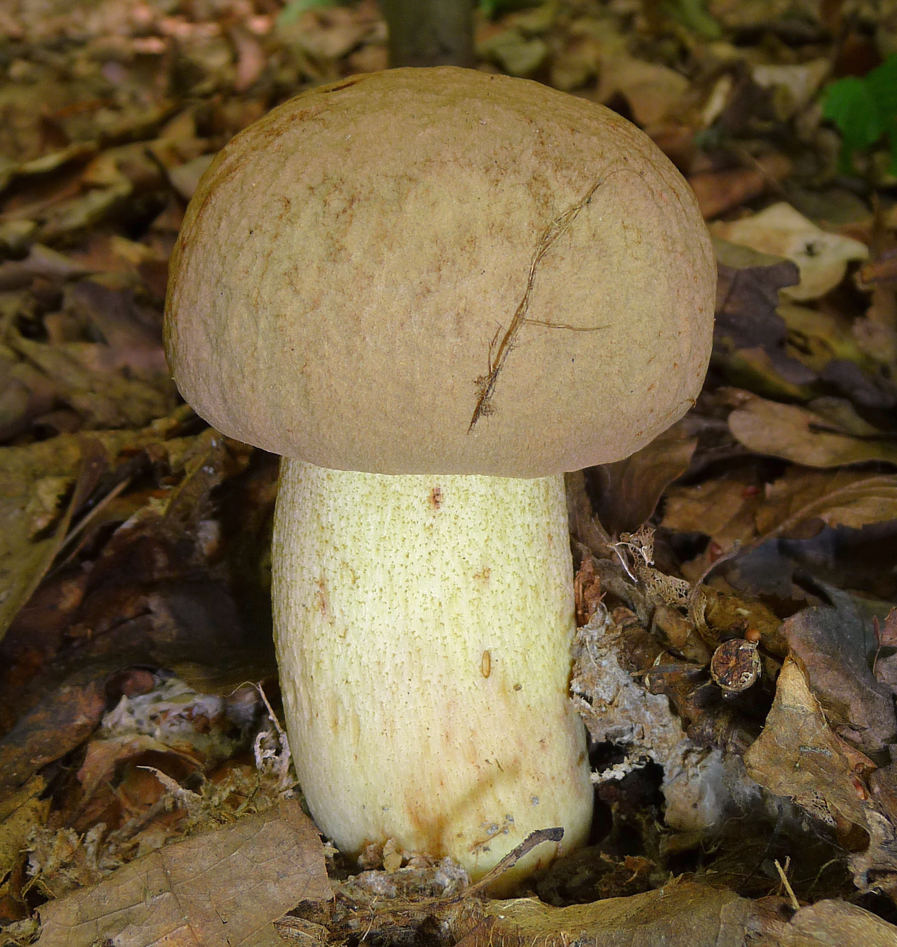 Boletus impolitus y fibra