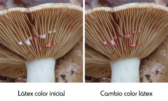 Cambio de color en hongos