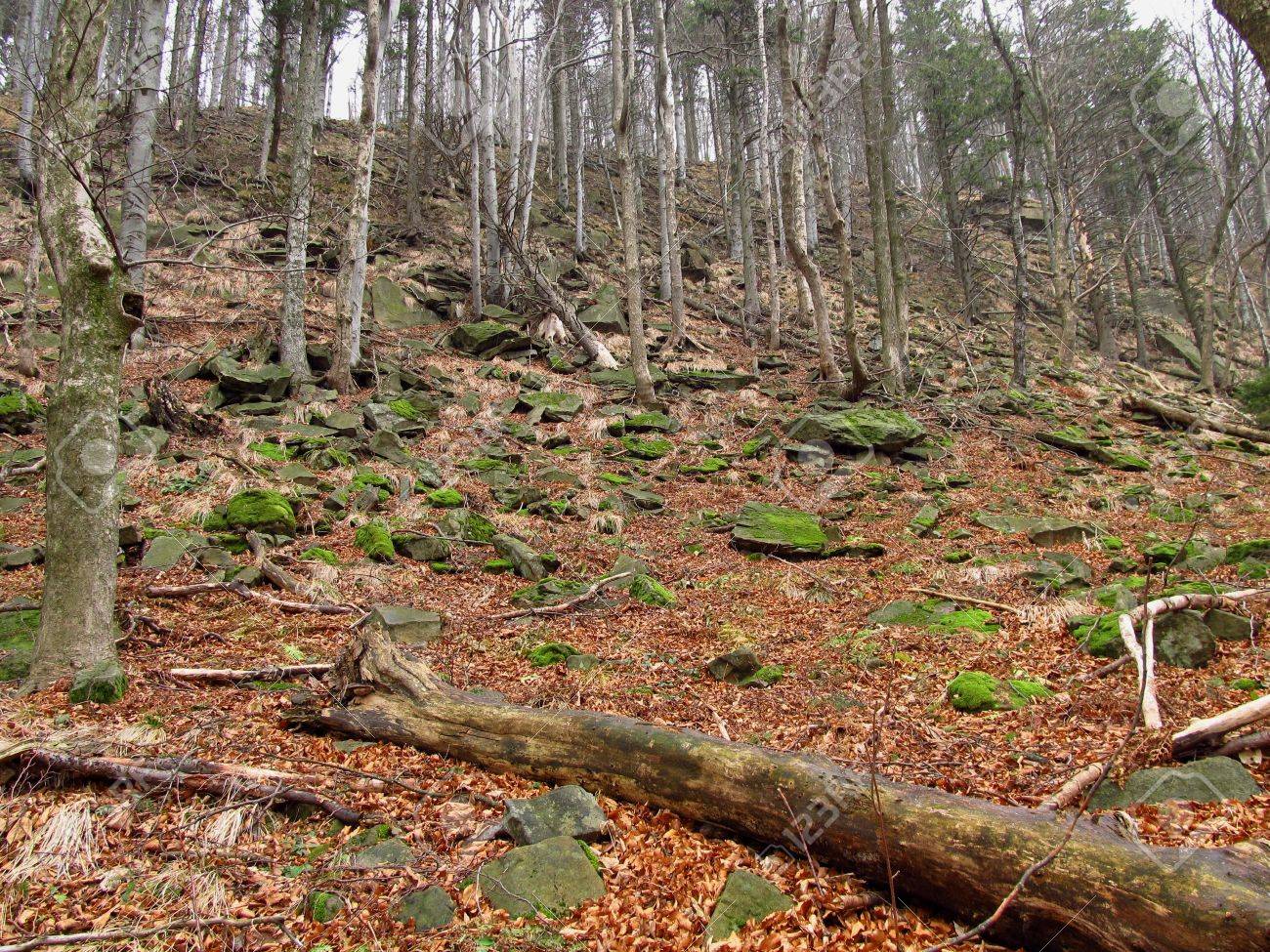 Bosque con troncos caídos
