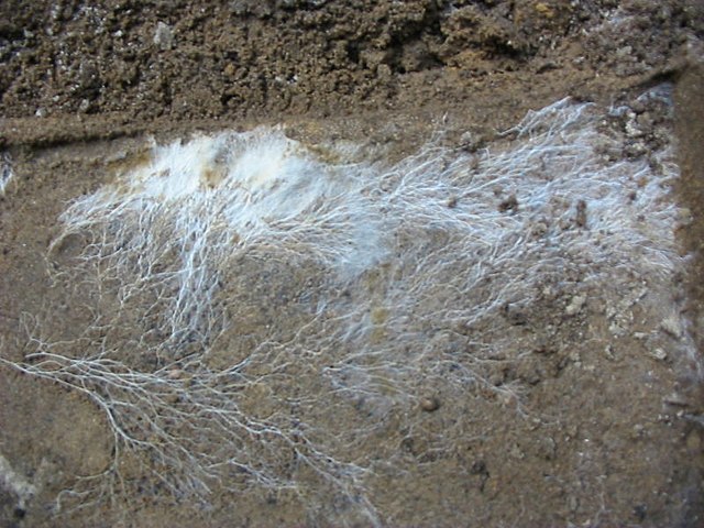 Micelio creciendo y reproduciéndose