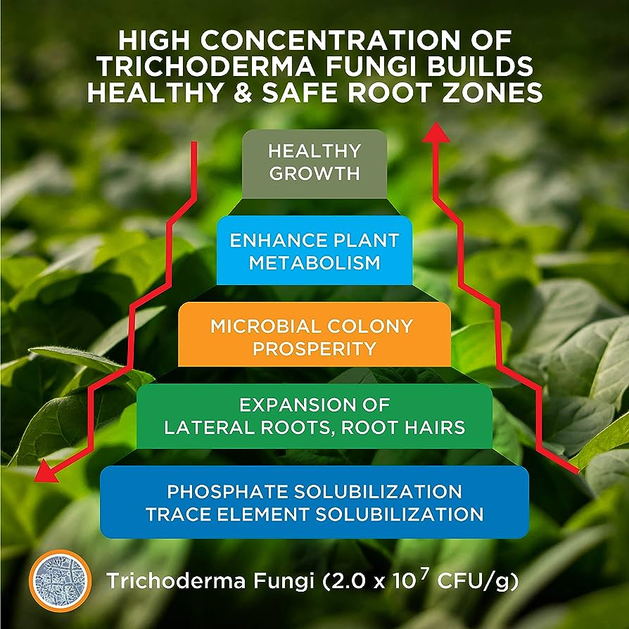 Planta saludable con Trichoderma