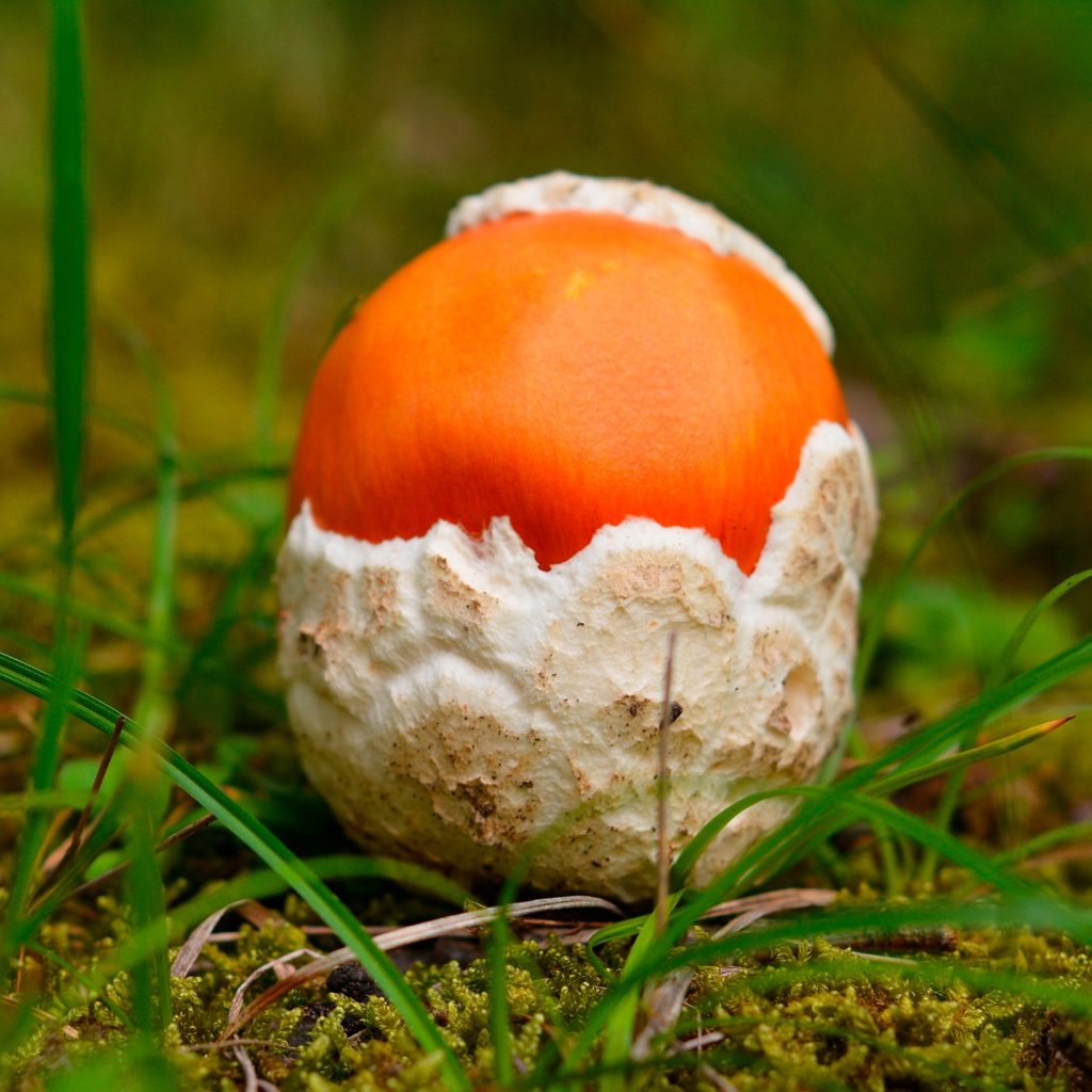 AMANITA3