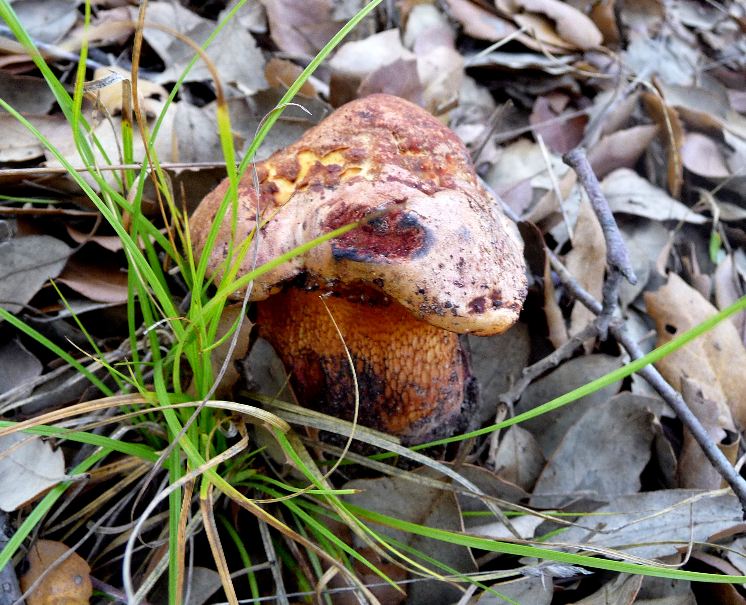 Boletus de referencia