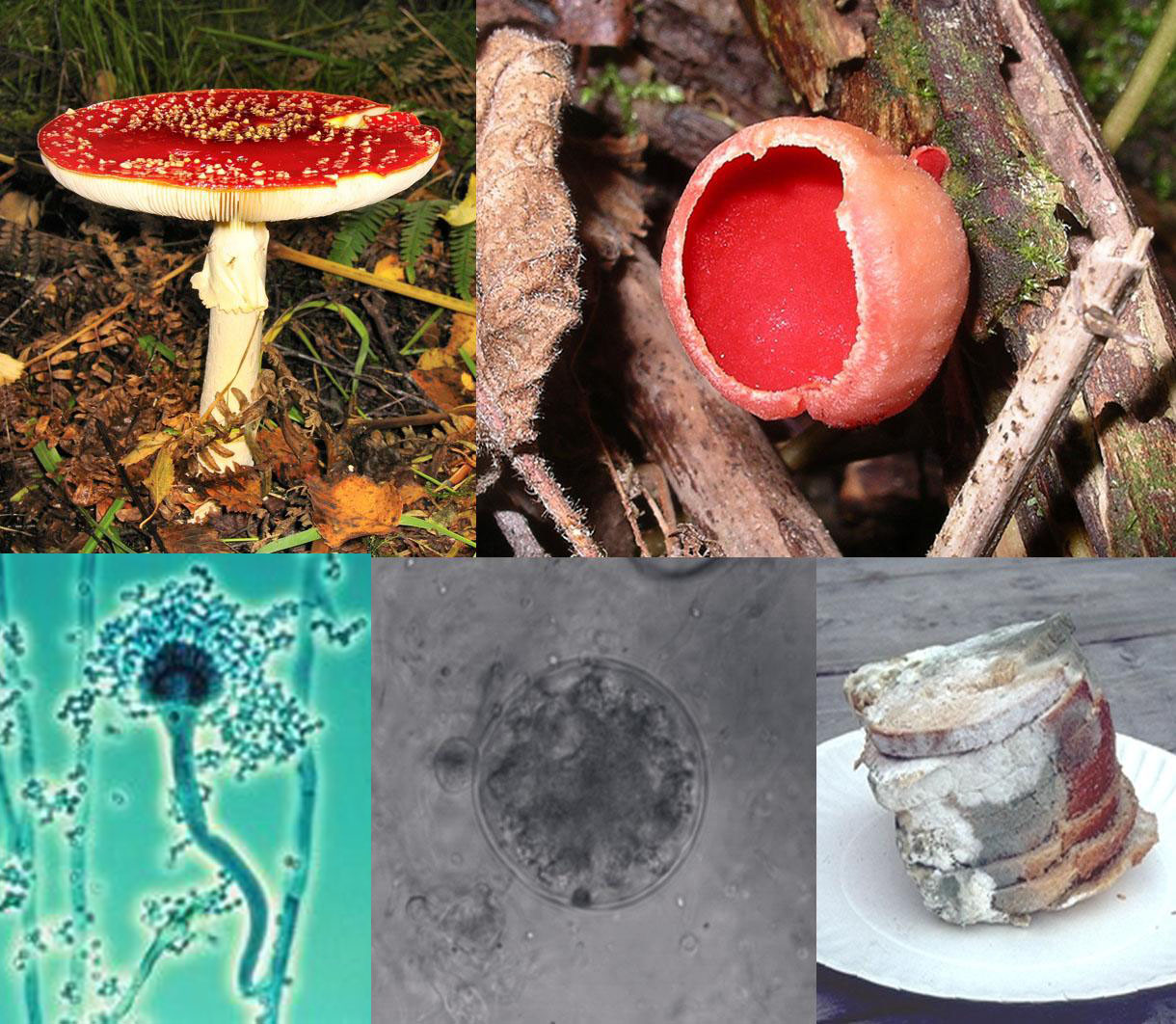 diversidad de especies de hongos
