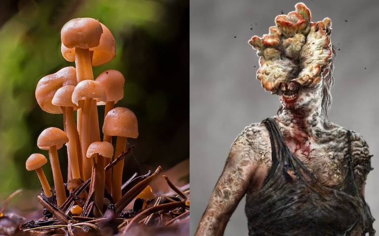 Hablemos del hongo parasito ¿podria convertir en zombis a los humanos
