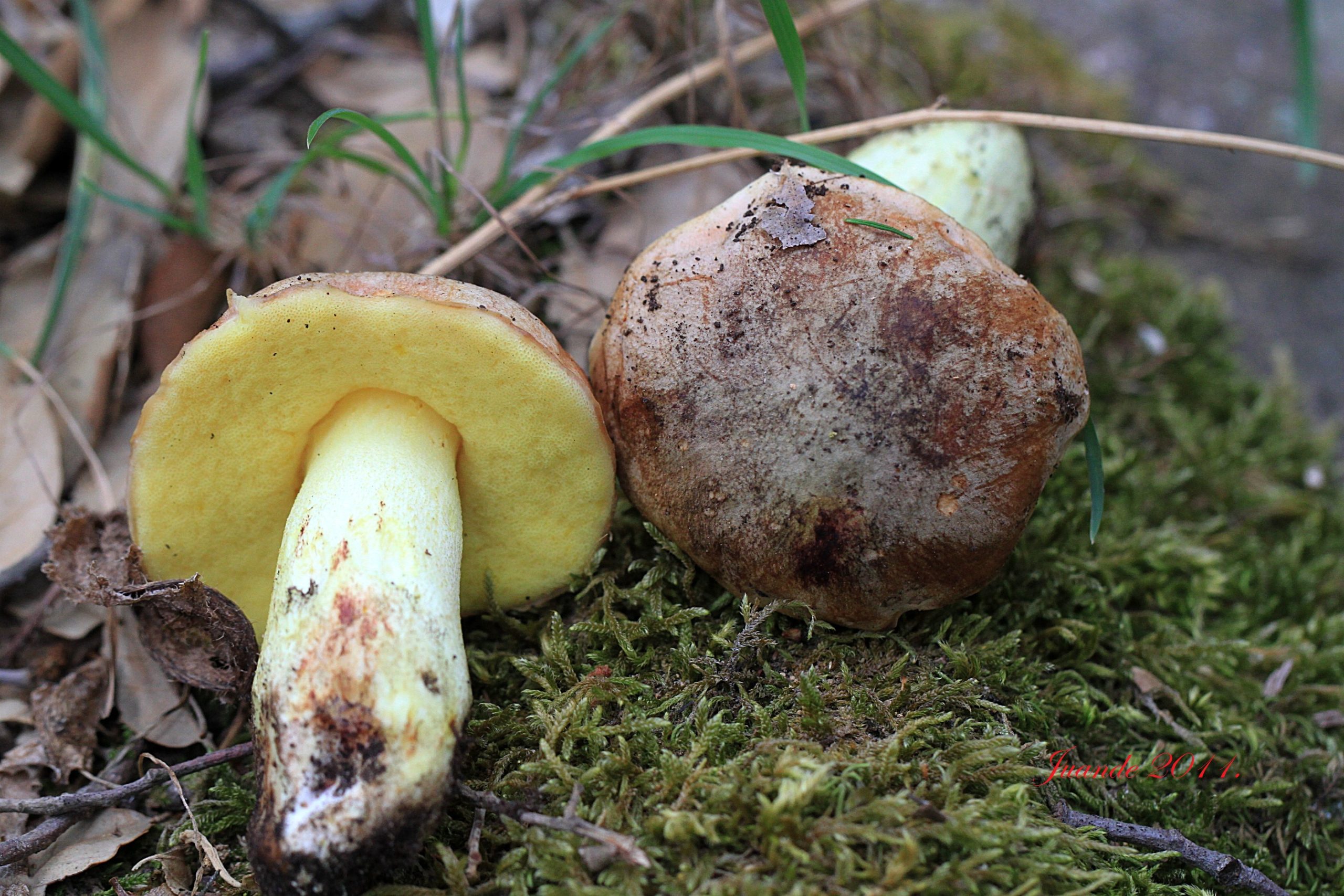 Boletus impolitus comestible y seguro