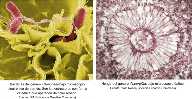Microscopio y hongos