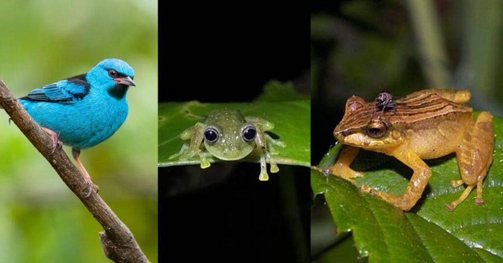 Variedad de colores en especies
