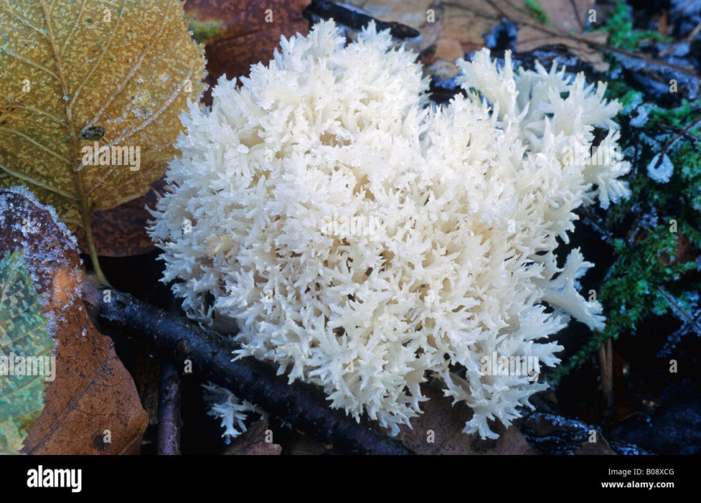 changle o coral blanco de setas clavulina coralloides b08xcg