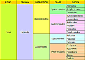 Clasificación científica de hongos