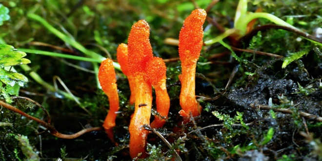 cultivo natural cordyceps