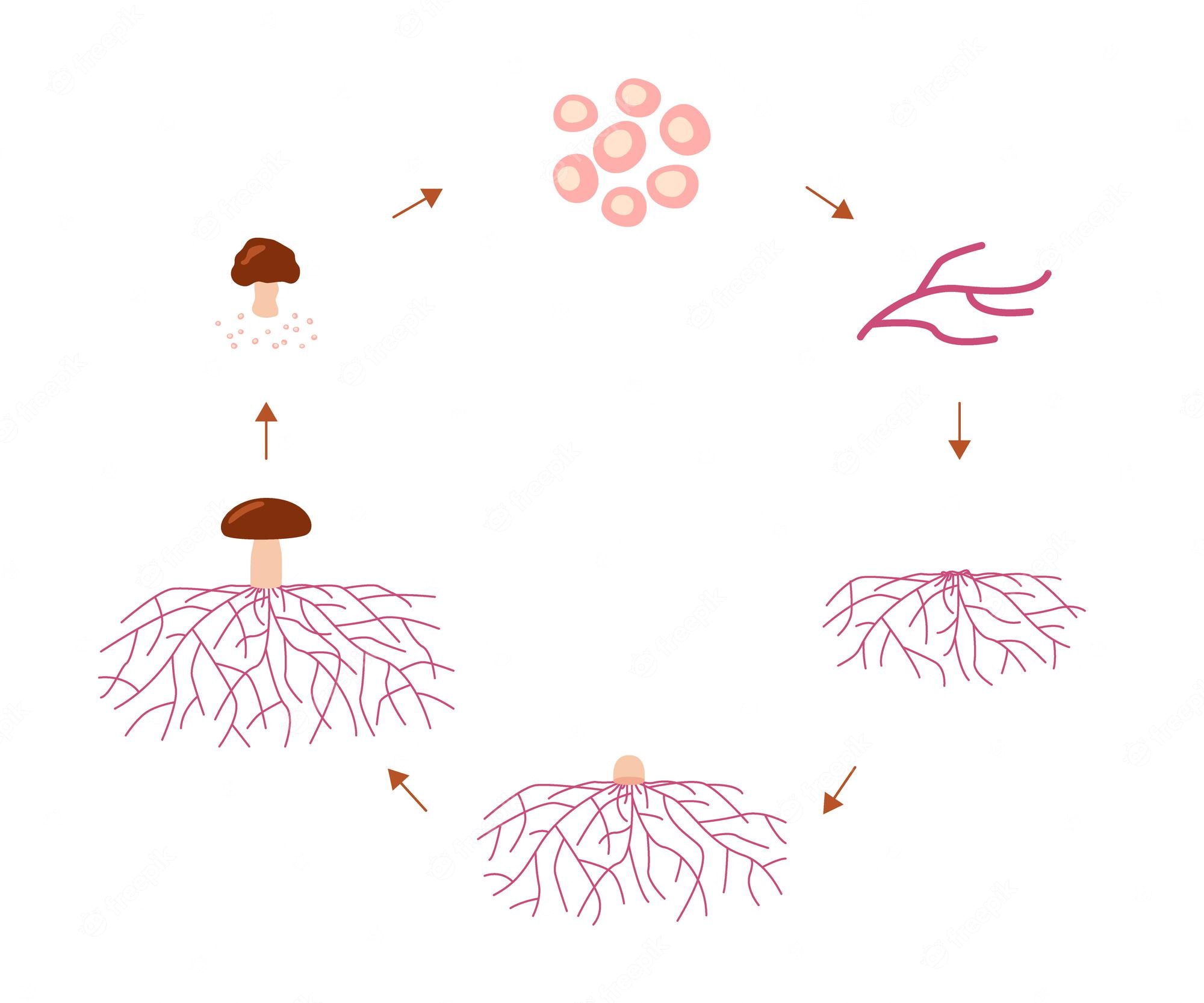 Micelio en crecimiento