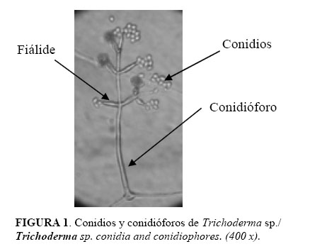 Trichoderma viride en acción