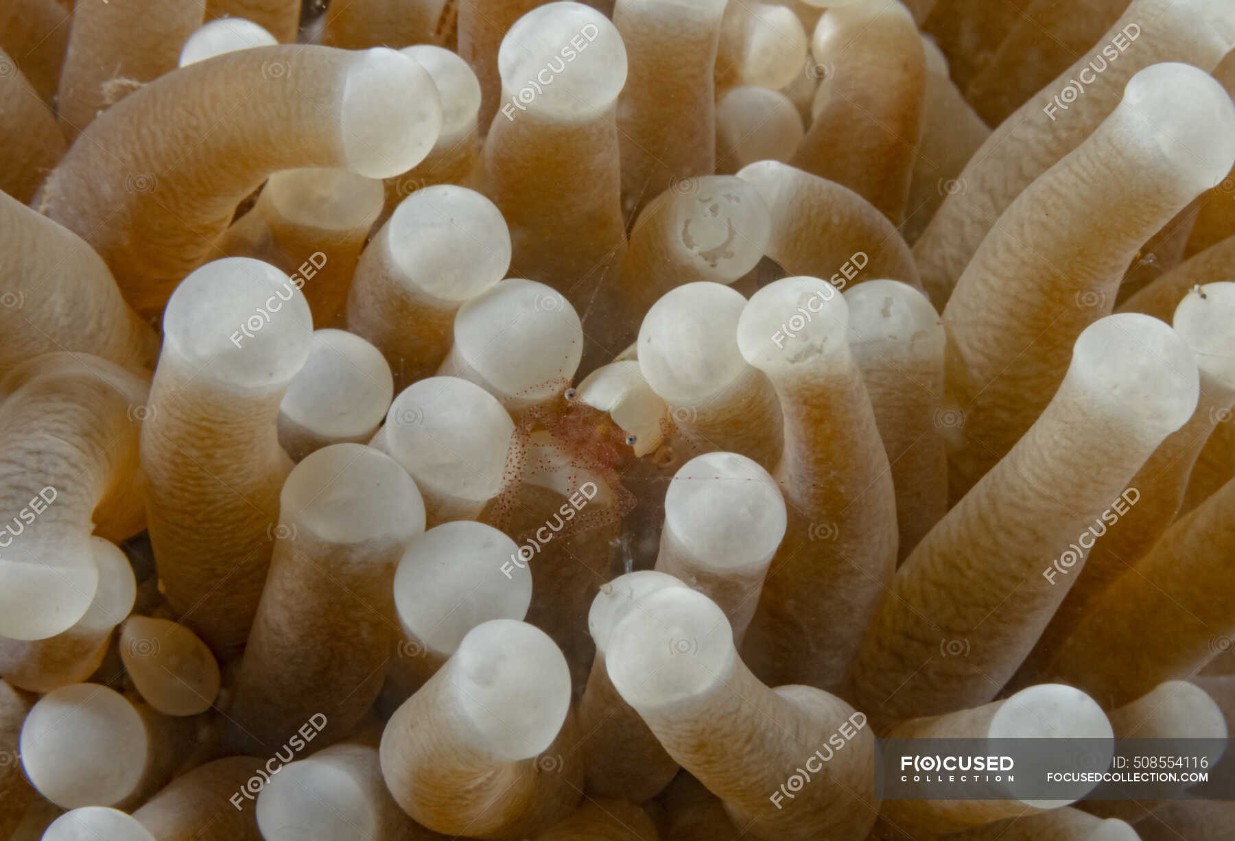 Setas coral en su hábitat
