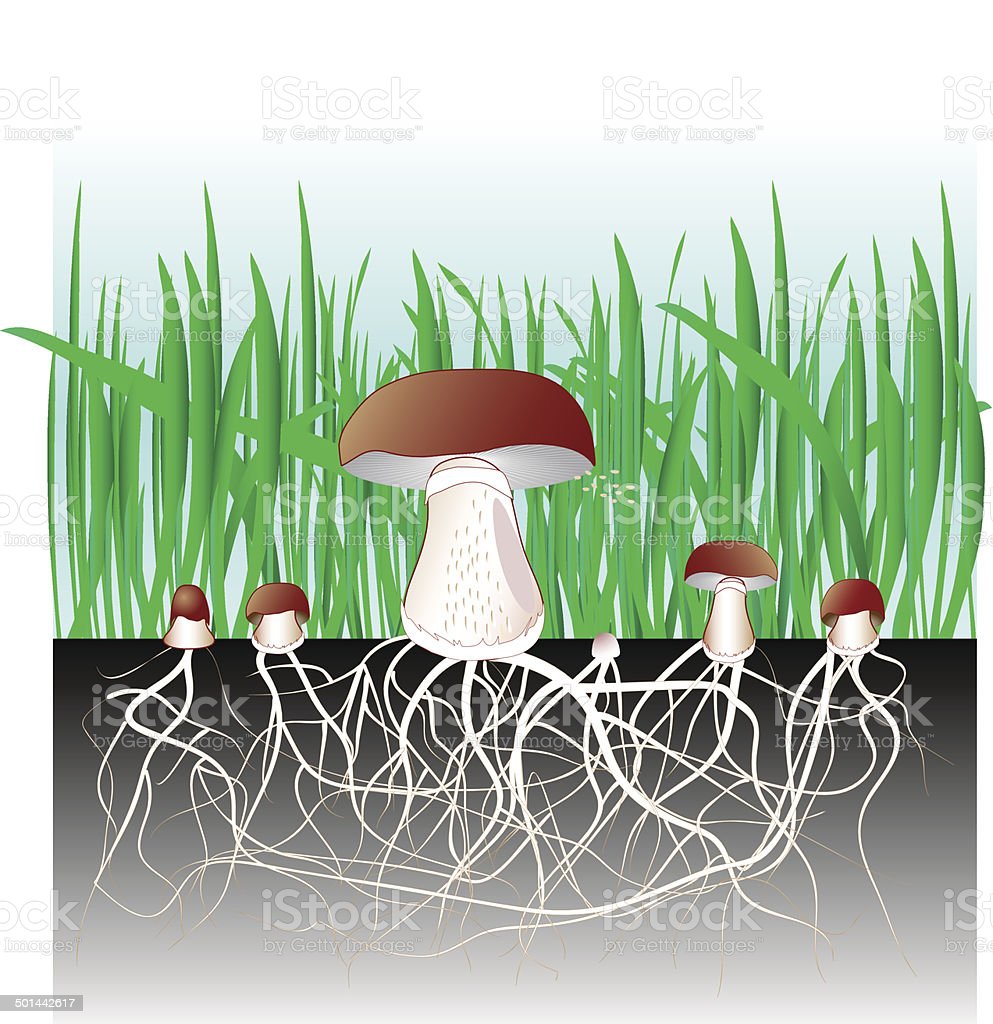 Mycelium y recursos adicionales