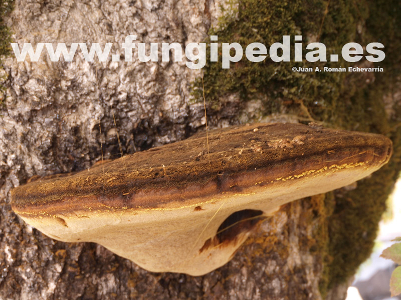 Apariencia del hongo Inonotus hispidus