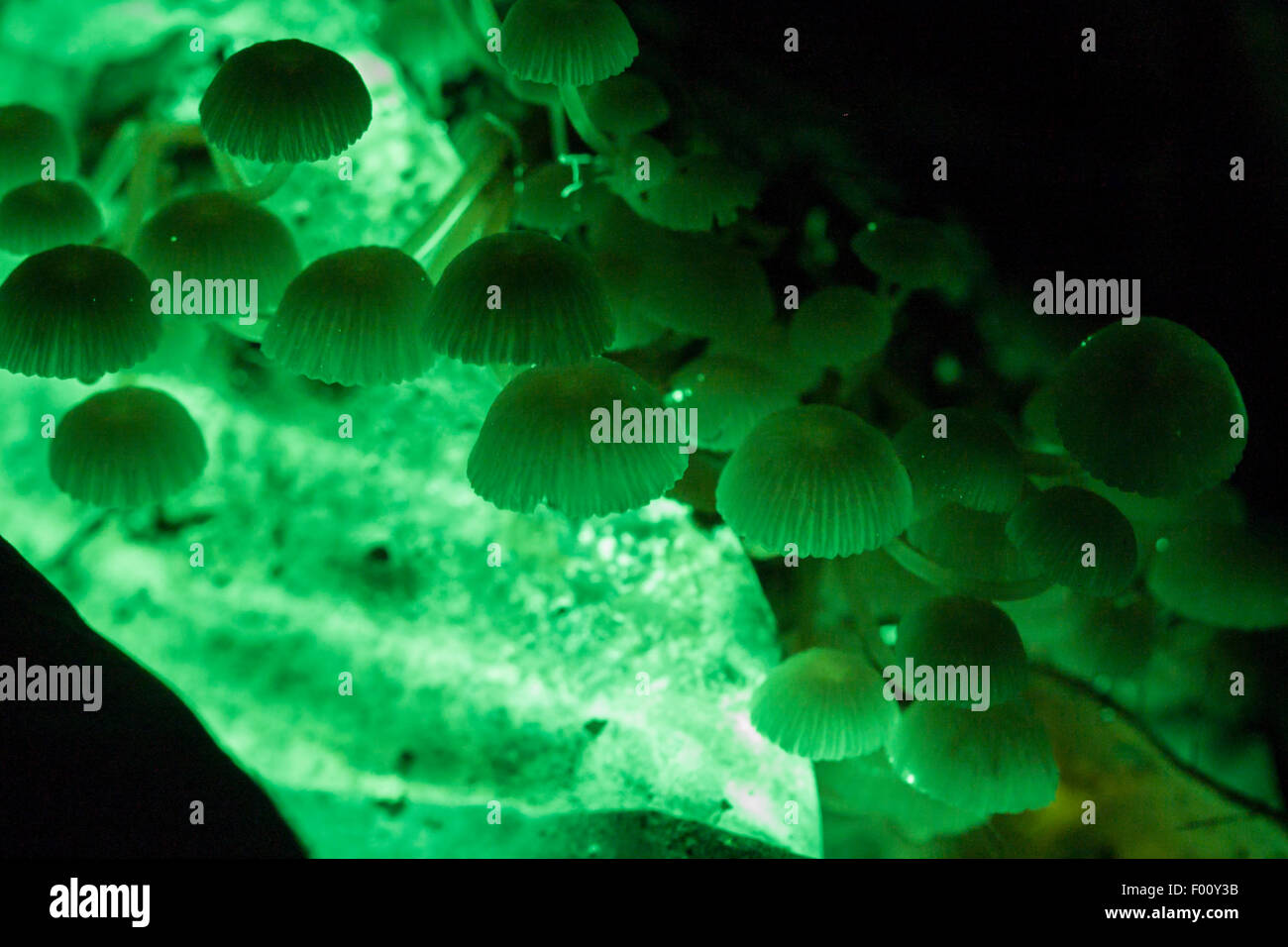 Hongo bioluminiscente en acción
