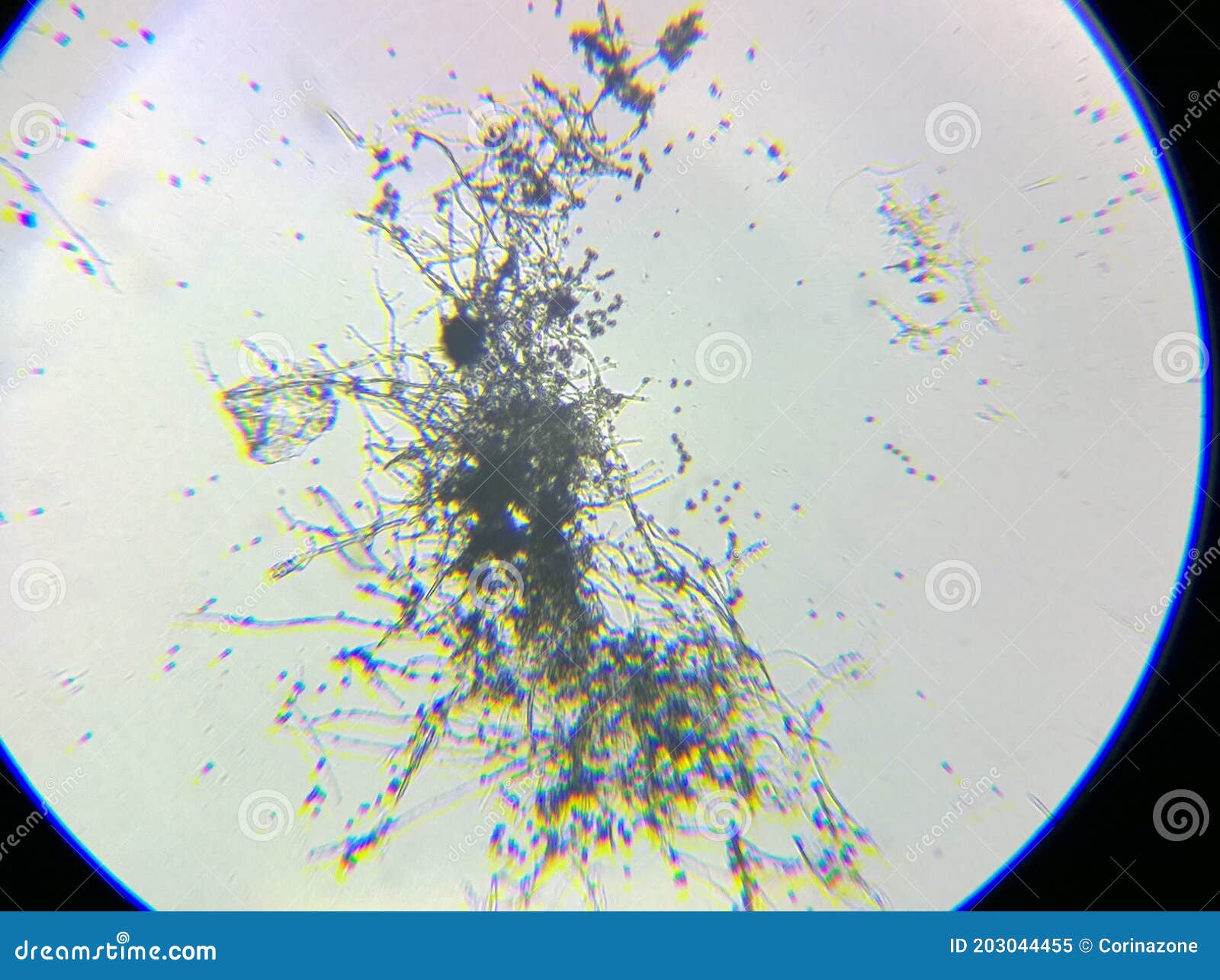 Micelios bajo el microscopio