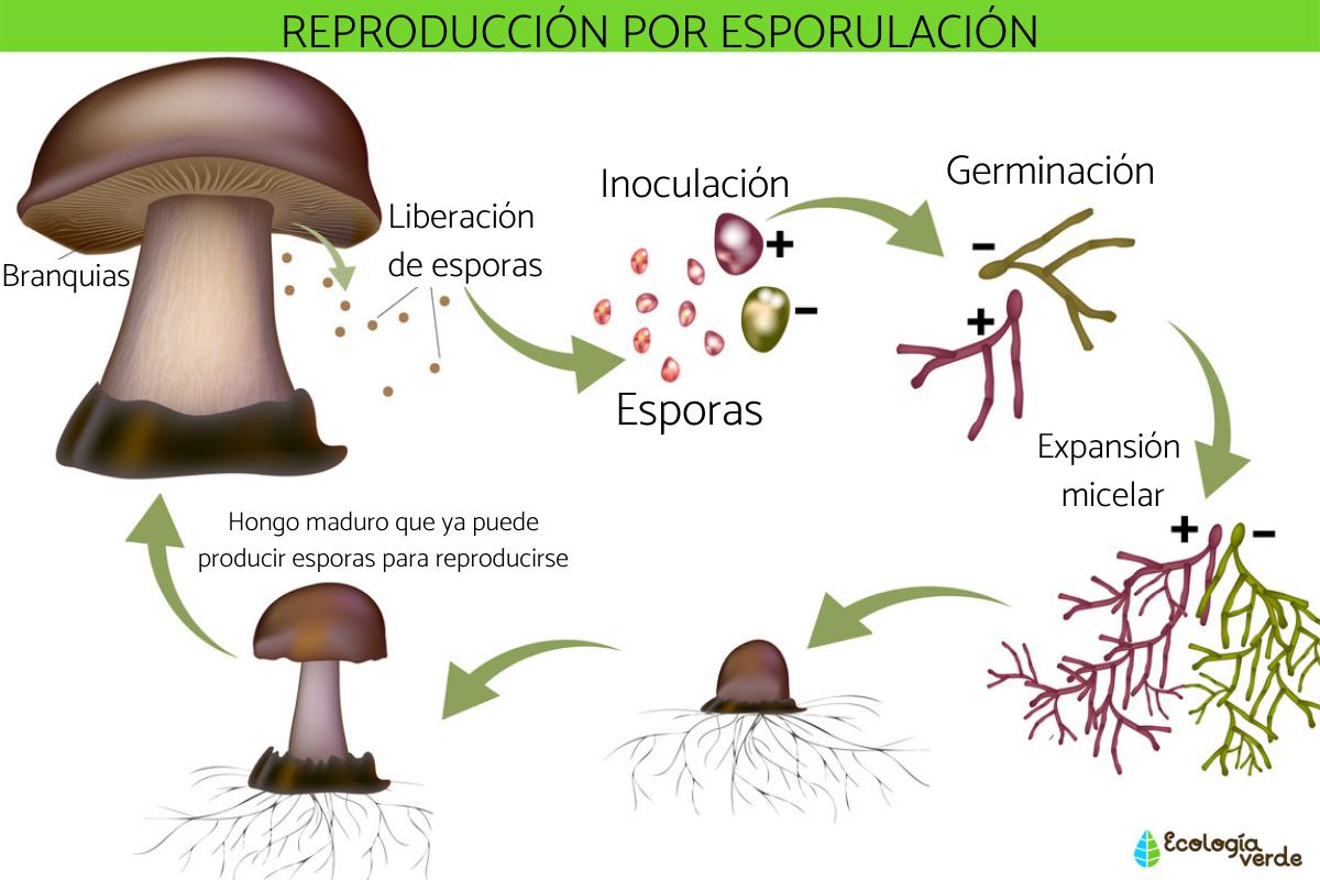 Esporas y reproducción de hongos