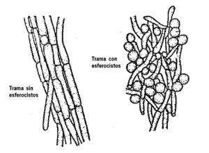 Microscopio y micelios